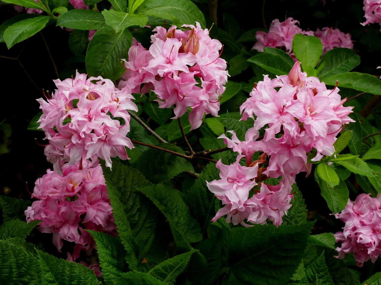 'Helena Evelyn'